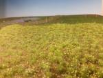 Waldrand mit Unkraut, Frühling